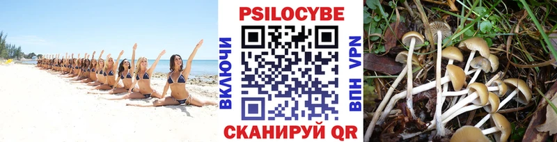Галлюциногенные грибы Psilocybe  Купить закладки  Суджа 